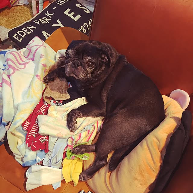 pugholicさんの実例写真