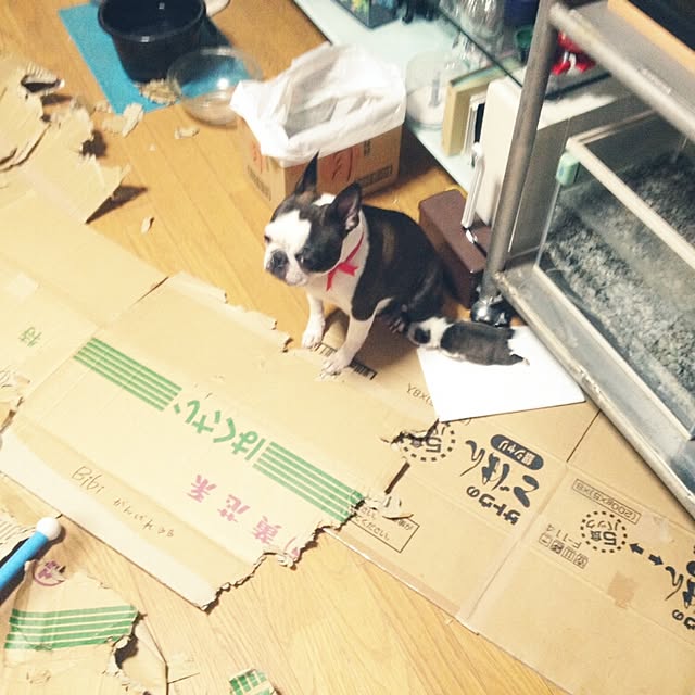 maiさんの実例写真