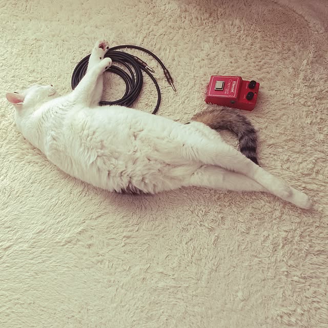 coedodecoさんの実例写真