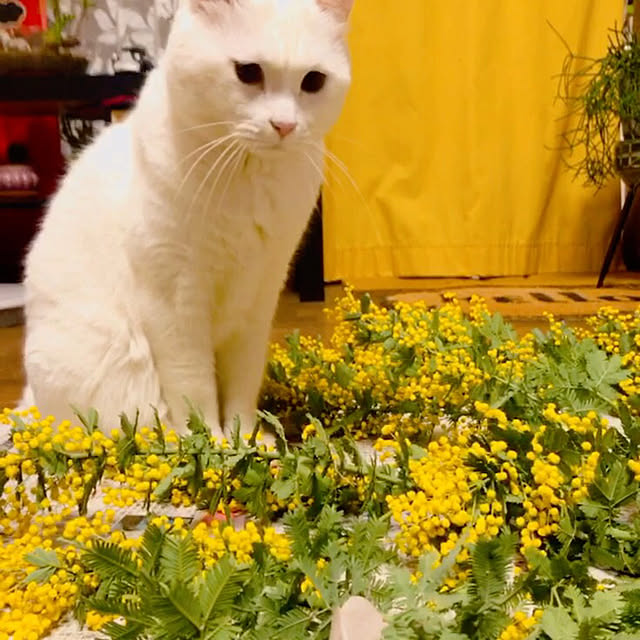 nyanko-beamさんの部屋