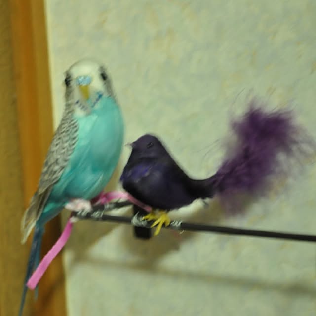 壁/天井/鳥のインテリア実例 - 2015-09-06 21:32:06