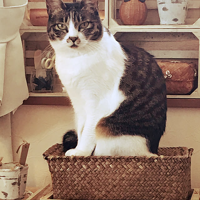 sakuさんの実例写真