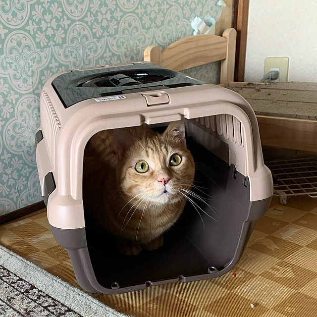 nekohagu2022さんの実例写真