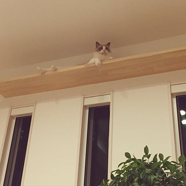 Hikaruさんの実例写真
