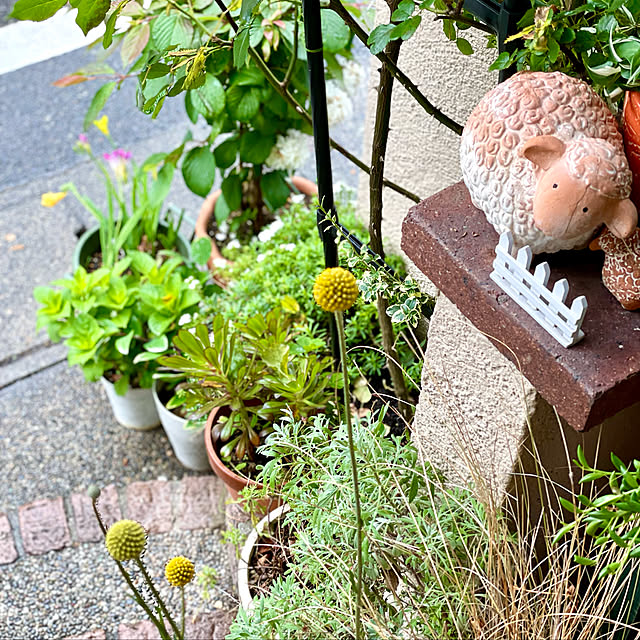 asako.10さんの実例写真