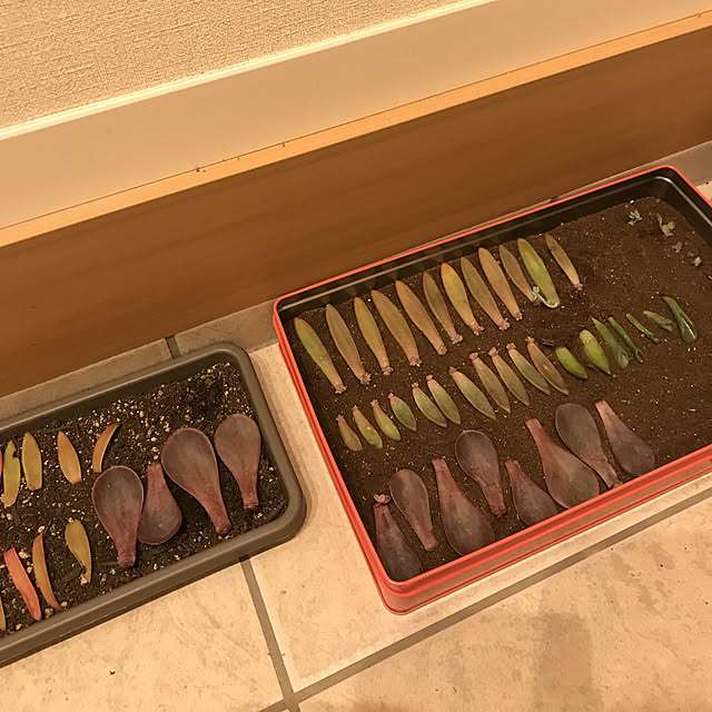 megmagさんの実例写真