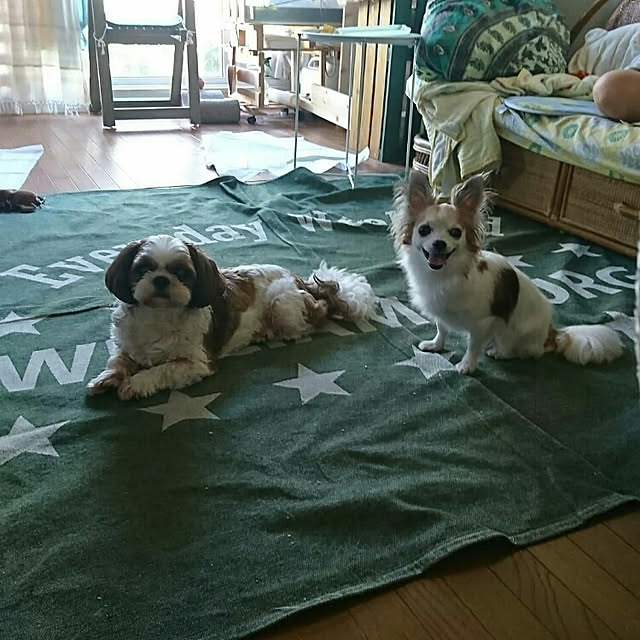 SHIHOさんの実例写真