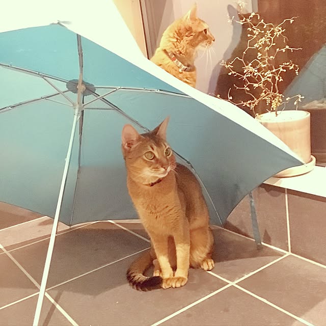 sakineko528さんの実例写真