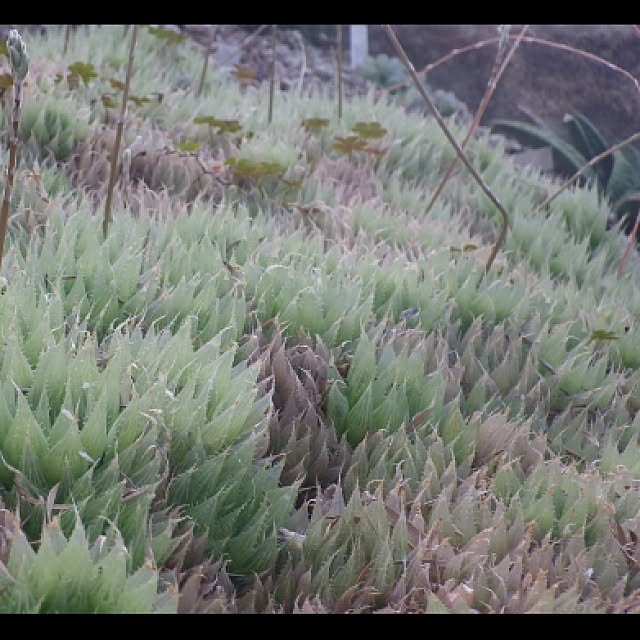 Plantexhibitionhallさんの実例写真