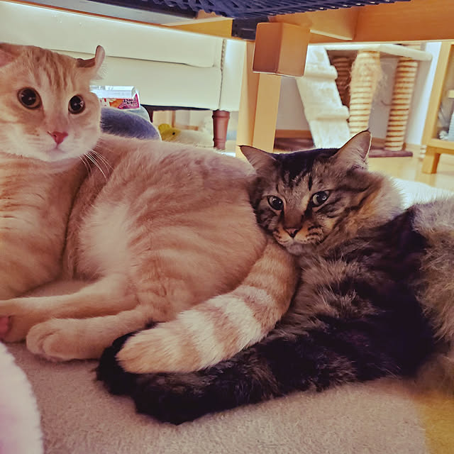 makoさんの実例写真