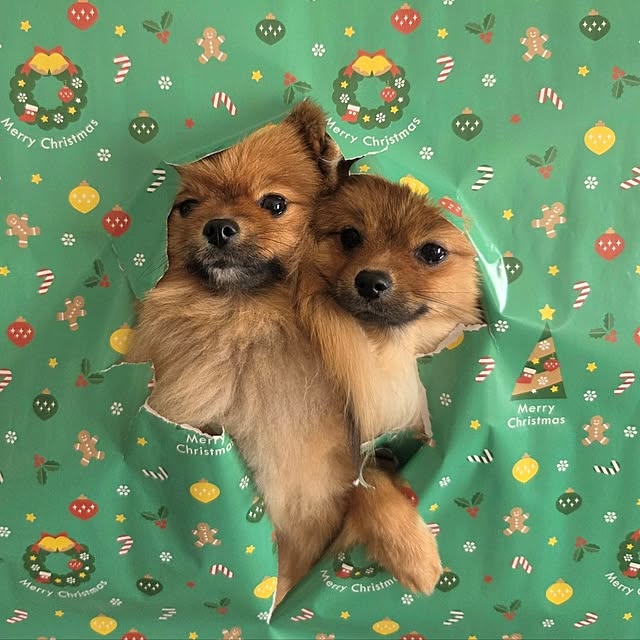 avovo7さんの実例写真