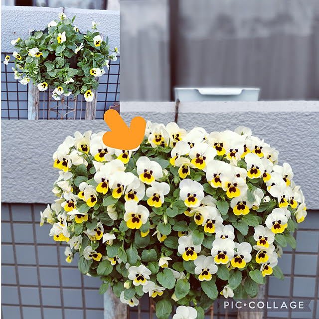 玄関/入り口/花のある暮らし/昭和レトロに憧れて/インダストリアルに憧れて/寒すぎる...などのインテリア実例 - 2022-12-03 09:42:11
