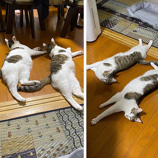 Lufuさんの実例写真