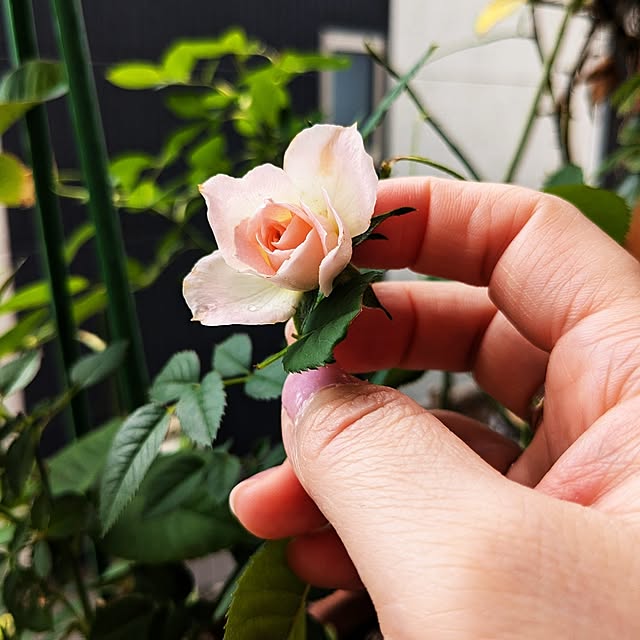 kazuさんの実例写真