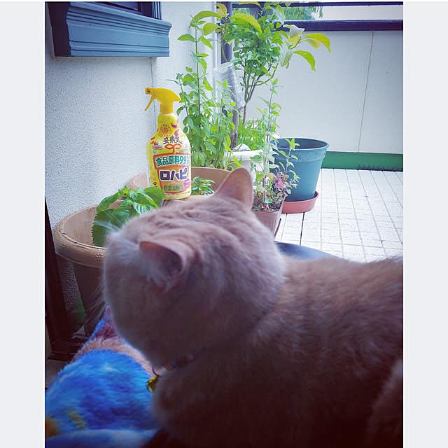 mntcさんの実例写真