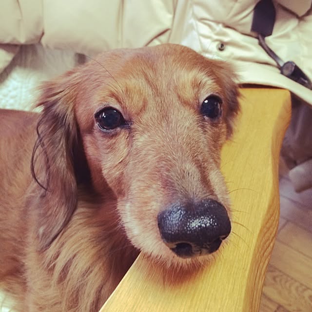 belleさんの実例写真