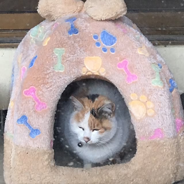 poncocoberryさんの実例写真