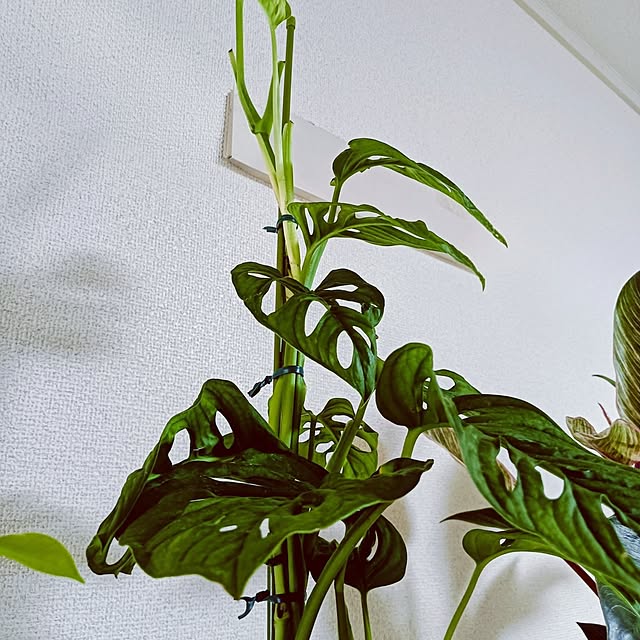 hanachanさんの部屋