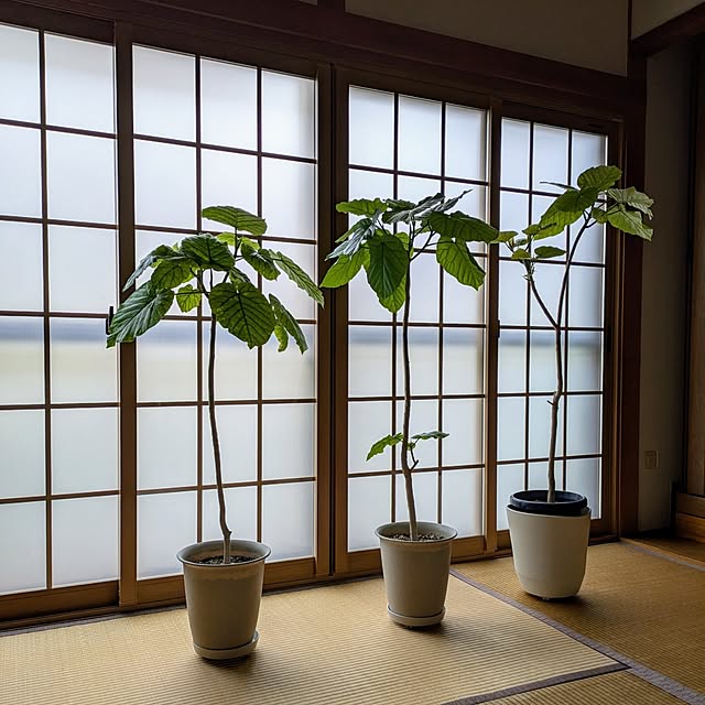 Renさんの実例写真