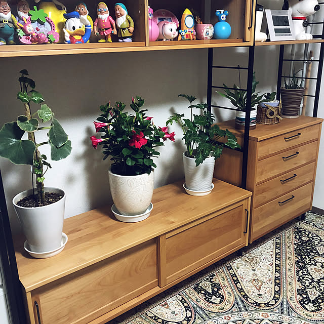 hanachanさんの部屋