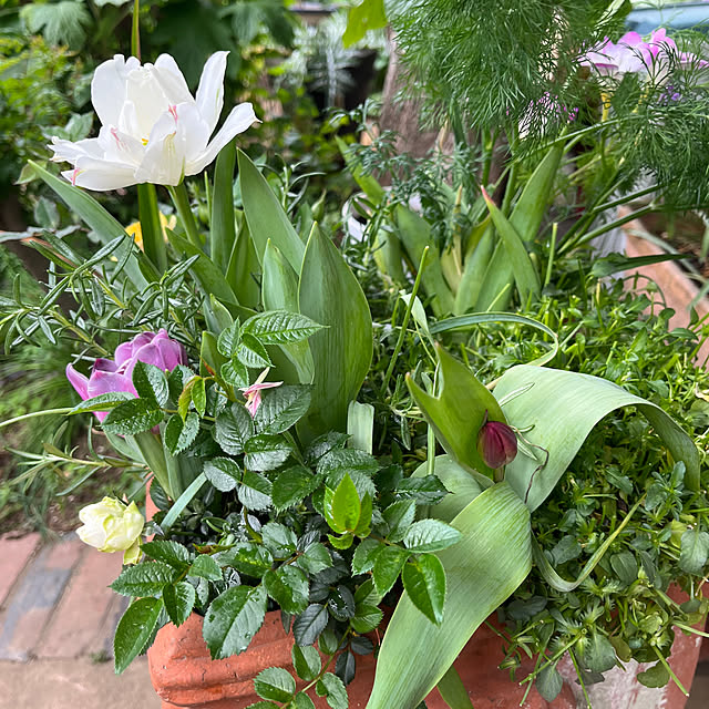 botanさんの部屋