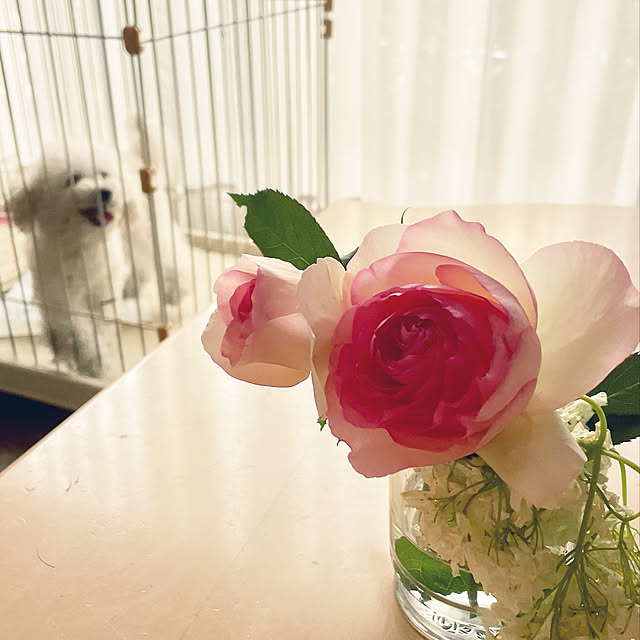 norikorinさんの実例写真