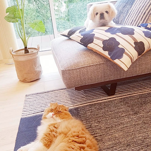 Arahimaさんの実例写真