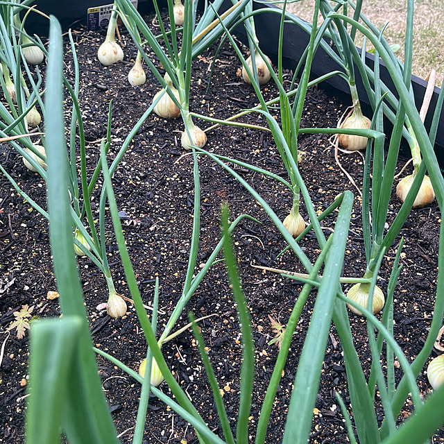 Virolさんの部屋