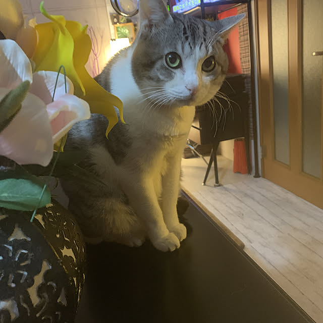 実例写真