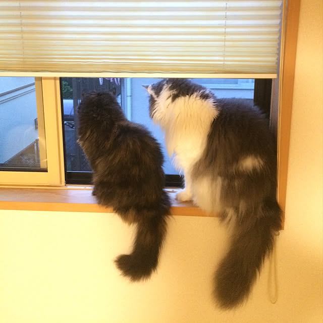 yucky_rioさんの実例写真
