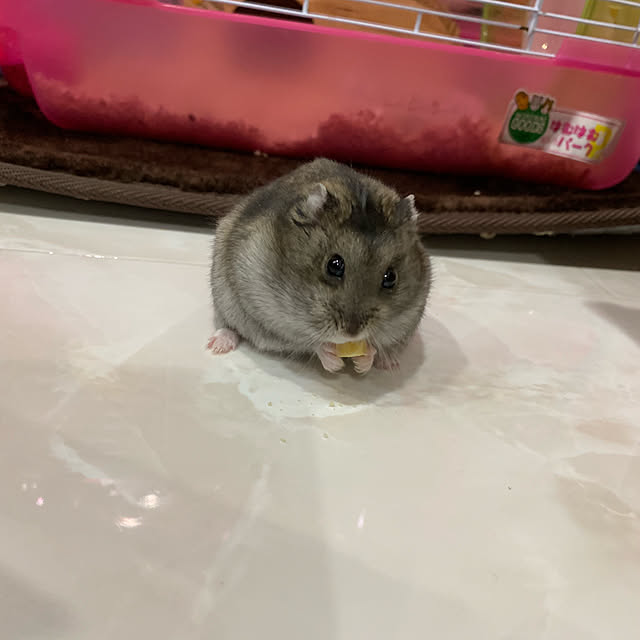 memeさんの実例写真