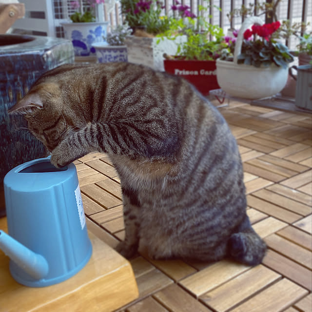 manekiさんの実例写真