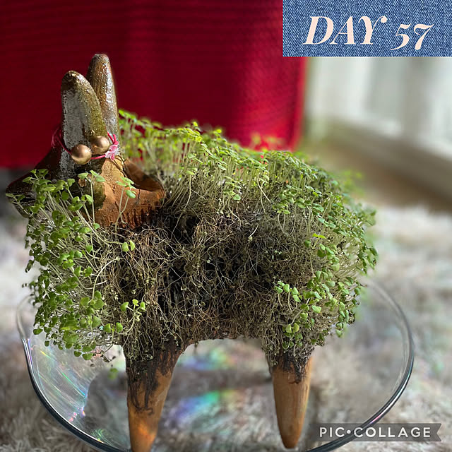 aureaさんの実例写真