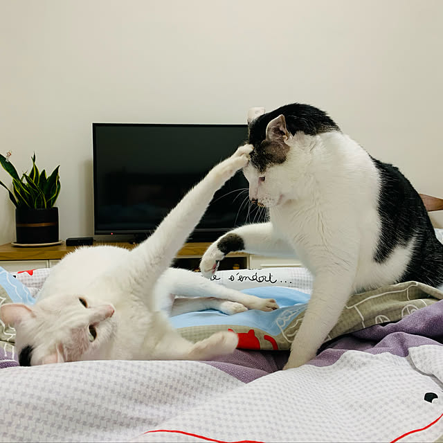 pcu110さんの実例写真