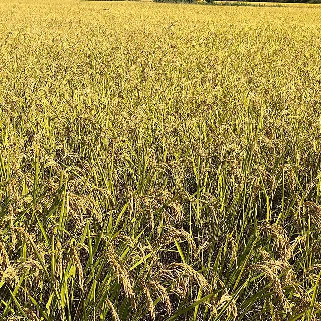 mill_0303さんの部屋