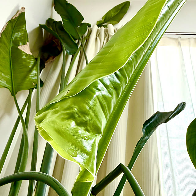 sakura-51さんの実例写真