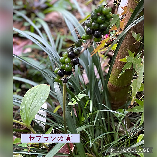 buchiさんの部屋