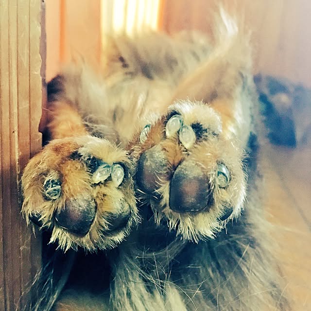 Yukieさんの実例写真
