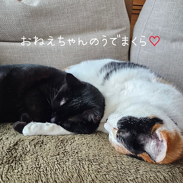 koyurizuさんの部屋