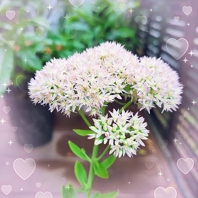 mimi828さんの実例写真