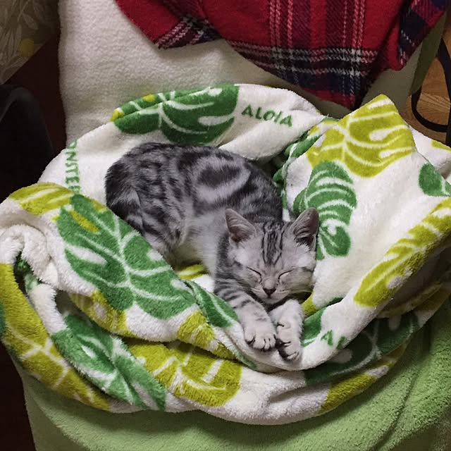 実例写真