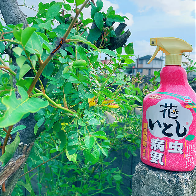 mamさんの実例写真