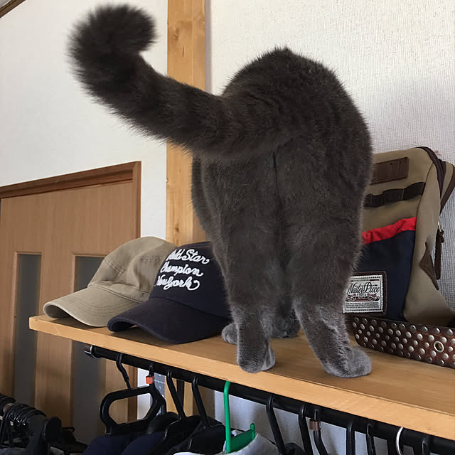 pochacoさんの実例写真