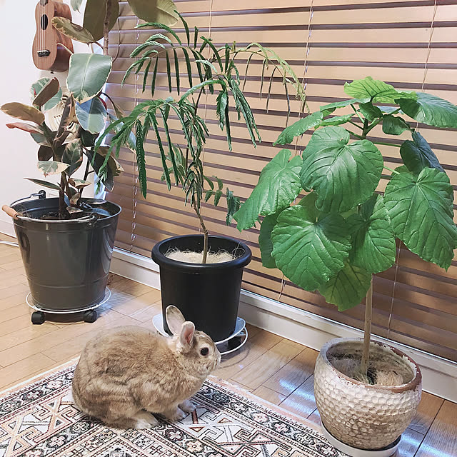 noriさんの実例写真