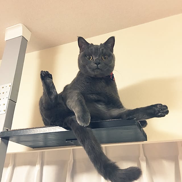 Shojiさんの実例写真