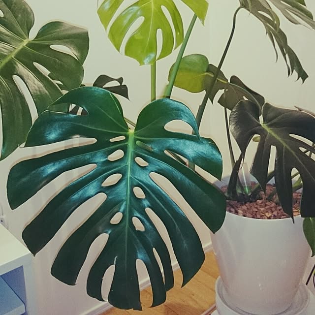 harunanaさんの実例写真