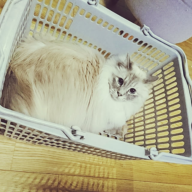 monamocoaraさんの実例写真