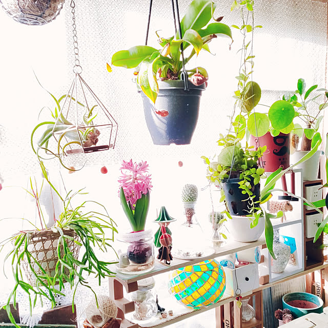 棚/吊り下げ観葉植物/観葉植物/ナチュラル/ごちゃごちゃ...などのインテリア実例 - 2021-02-26 19:07:56