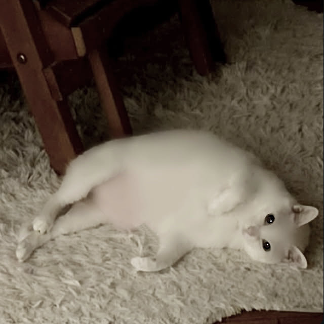 Ohigeさんの実例写真