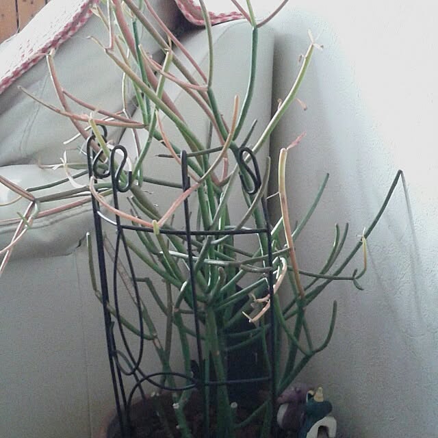 383junkさんの実例写真